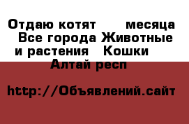 Отдаю котят. 1,5 месяца - Все города Животные и растения » Кошки   . Алтай респ.